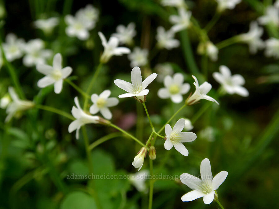 Sitka mist-maidens (Romanzoffia sitchensis) [Upper McCord Creek Falls Trail, John B. Yeon State Park, Multnomah County, Oregon]