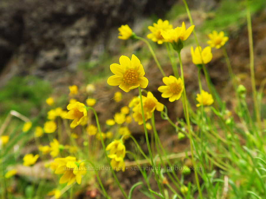 gold stars (Crocidium multicaule) [Upper McCord Creek Falls Trail, John B. Yeon State Park, Multnomah County, Oregon]