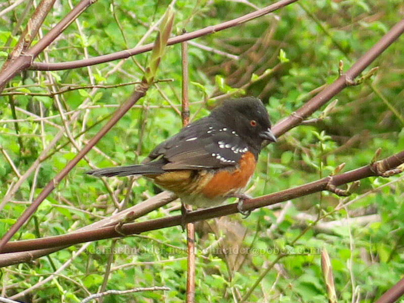 spotted towhee (Pipilo maculatus) [Upper McCord Creek Falls Trail, John B. Yeon State Park, Multnomah County, Oregon]