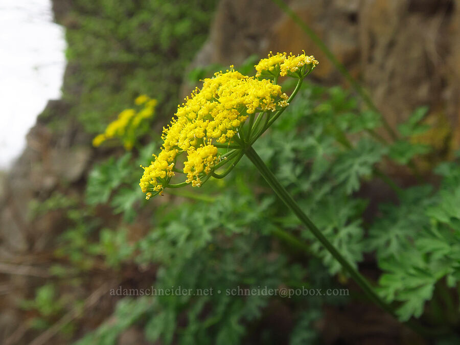desert parsley (Lomatium sp.) [Upper McCord Creek Falls Trail, John B. Yeon State Park, Multnomah County, Oregon]