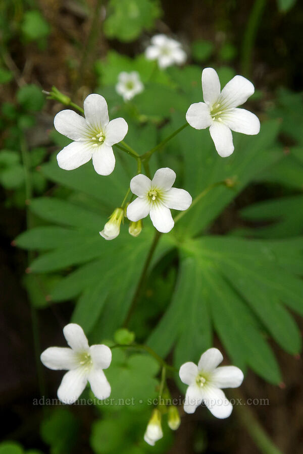 Sitka mist-maidens (Romanzoffia sitchensis) [Upper McCord Creek Falls Trail, John B. Yeon State Park, Multnomah County, Oregon]