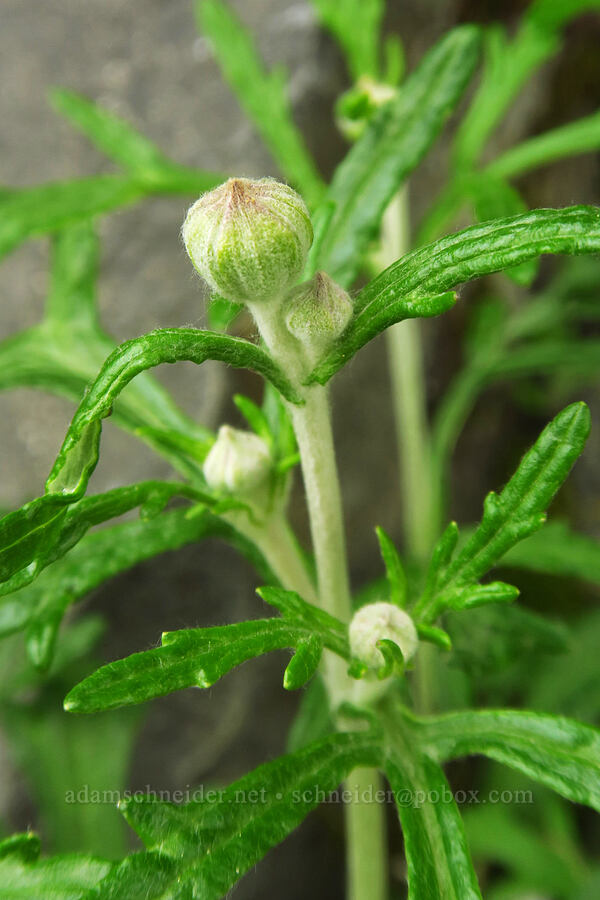 Oregon sunshine, budding (Eriophyllum lanatum) [Upper McCord Creek Falls Trail, John B. Yeon State Park, Multnomah County, Oregon]
