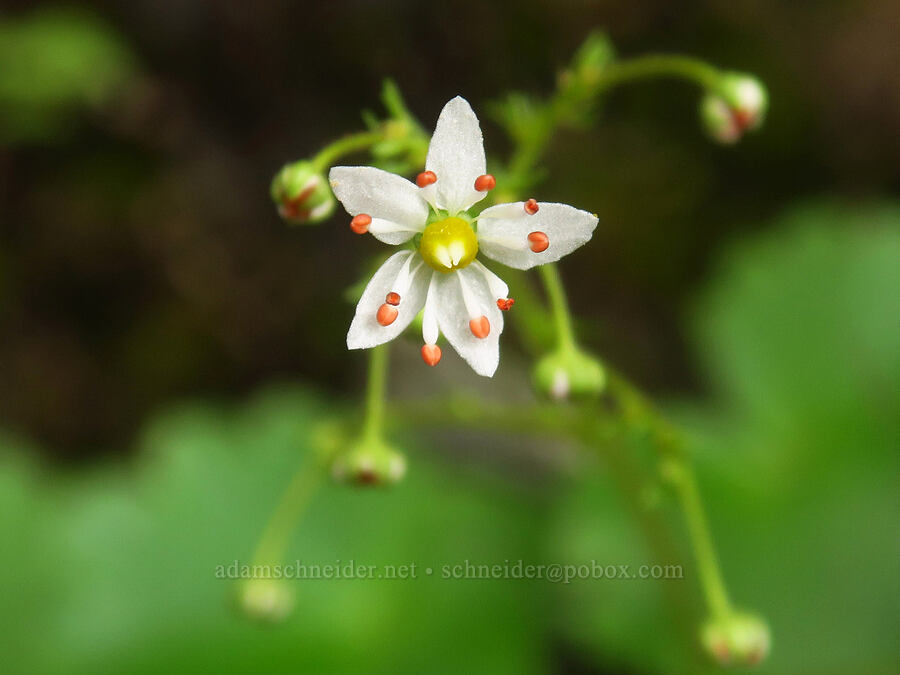 Mertens' saxifrage (Saxifraga mertensiana) [Upper McCord Creek Falls Trail, John B. Yeon State Park, Multnomah County, Oregon]