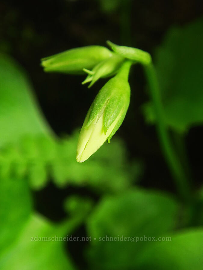 white shooting stars, budding (Dodecatheon dentatum (Primula latiloba)) [Upper McCord Creek Falls Trail, John B. Yeon State Park, Multnomah County, Oregon]