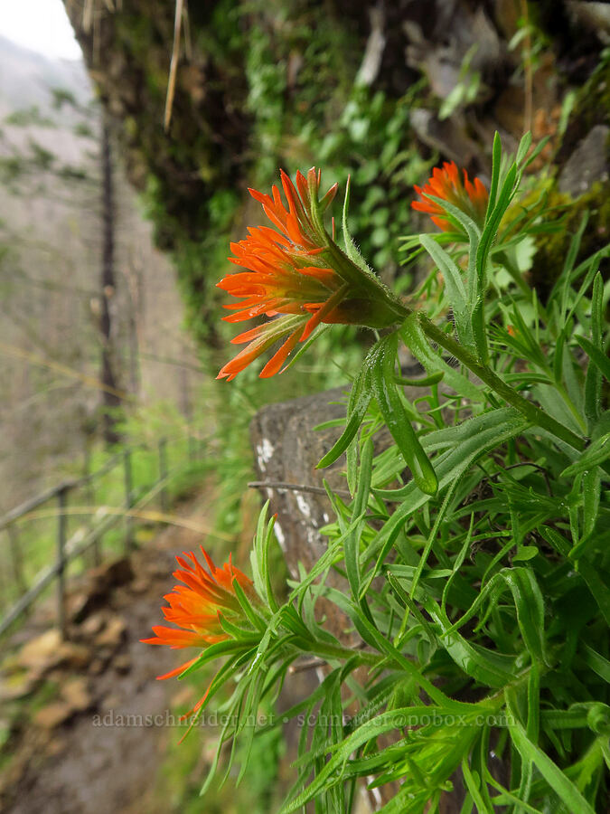 cliff paintbrush (Castilleja rupicola) [Upper McCord Creek Falls Trail, John B. Yeon State Park, Multnomah County, Oregon]