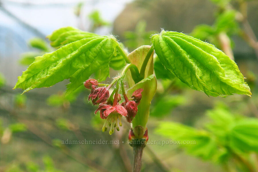 vine maple flowers (Acer circinatum) [Upper McCord Creek Falls Trail, Mt. Hood National Forest, Multnomah County, Oregon]