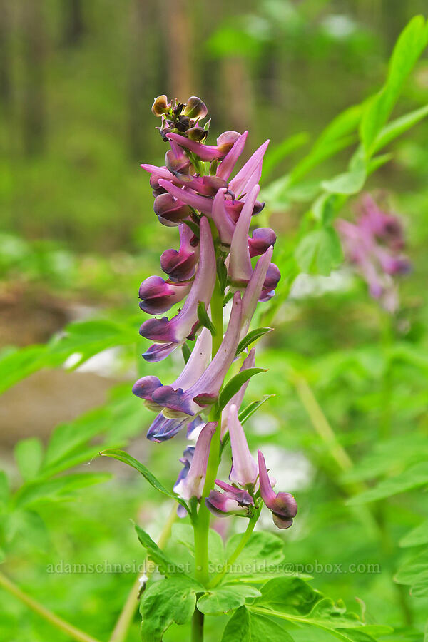 Scouler's corydalis (Corydalis scouleri) [Upper McCord Creek Falls Trail, Mt. Hood National Forest, Multnomah County, Oregon]
