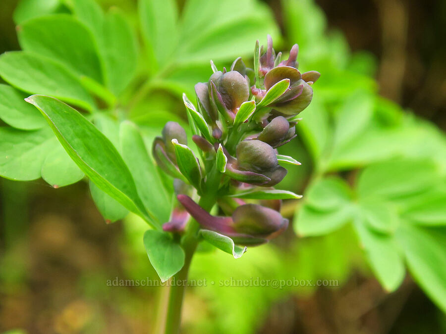 Scouler's corydalis, budding (Corydalis scouleri) [Upper McCord Creek Falls Trail, Mt. Hood National Forest, Multnomah County, Oregon]