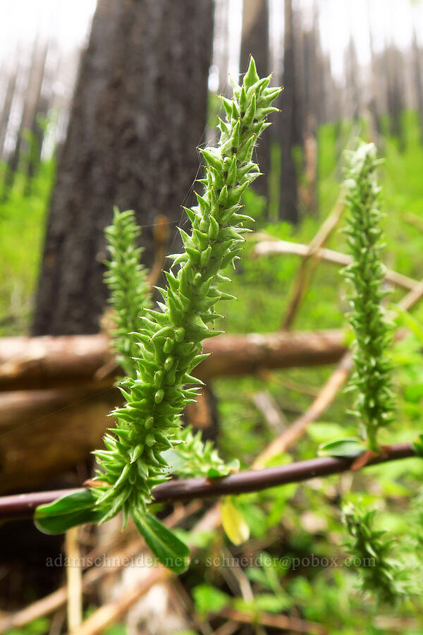Sitka willow (Salix sitchensis) [Upper McCord Creek Falls Trail, Mt. Hood National Forest, Multnomah County, Oregon]