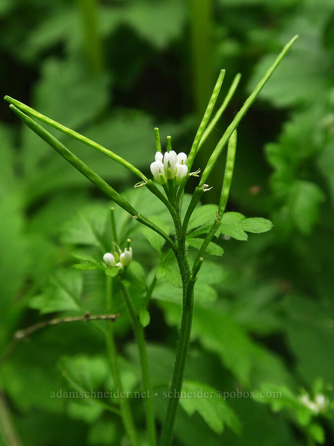 little western bitter-cress (Cardamine oligosperma) [Upper McCord Creek Falls Trail, Mt. Hood National Forest, Multnomah County, Oregon]