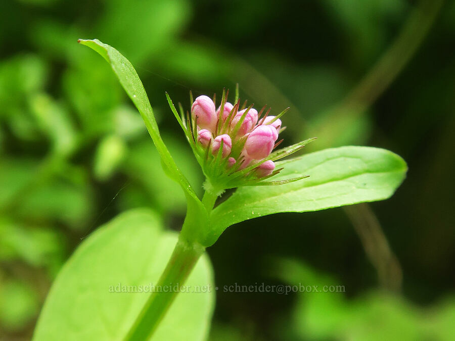 rosy plectritis, budding (Plectritis congesta) [Upper McCord Creek Falls Trail, Mt. Hood National Forest, Multnomah County, Oregon]