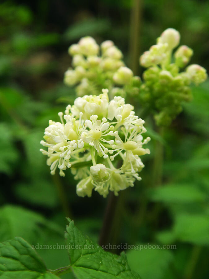 baneberry (Actaea rubra) [Upper McCord Creek Falls Trail, Mt. Hood National Forest, Multnomah County, Oregon]