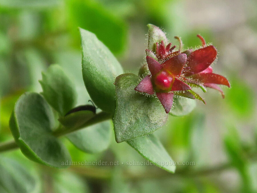 cliff penstemon, budding (Penstemon rupicola) [Upper McCord Creek Falls Trail, John B. Yeon State Park, Multnomah County, Oregon]