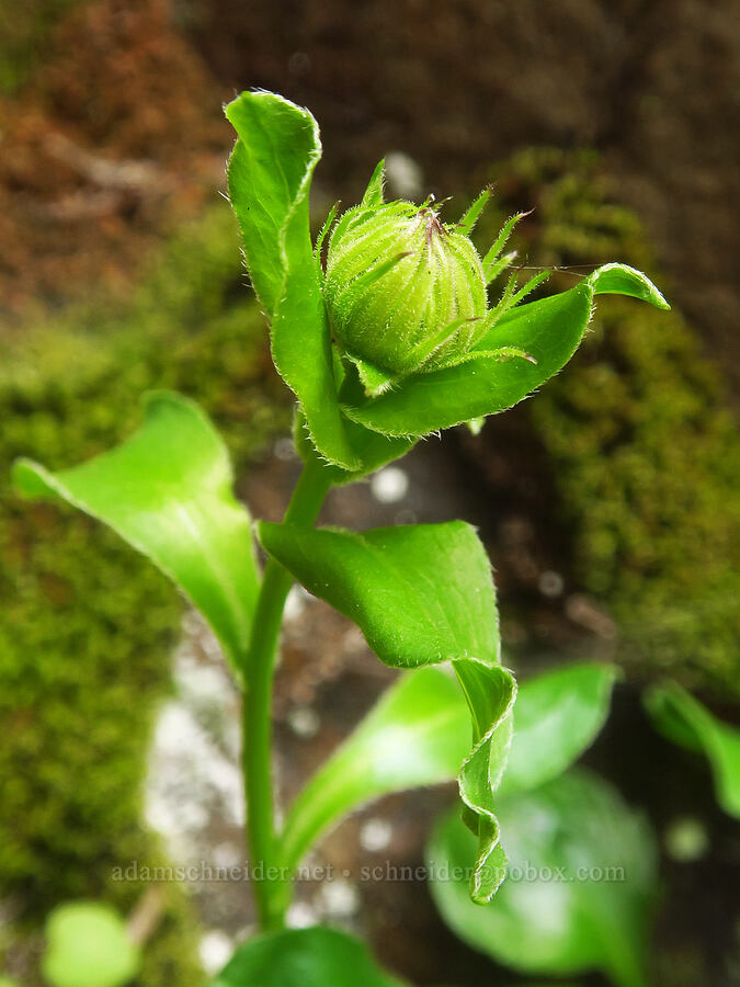 Howell's fleabane, budding (Erigeron howellii (Erigeron salsuginosus var. howellii)) [Upper McCord Creek Falls Trail, John B. Yeon State Park, Multnomah County, Oregon]
