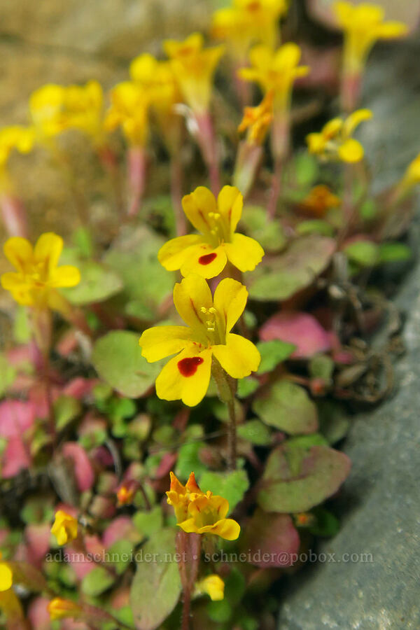 chickweed monkeyflower (Erythranthe alsinoides (Mimulus alsinoides)) [Upper McCord Creek Falls Trail, John B. Yeon State Park, Multnomah County, Oregon]