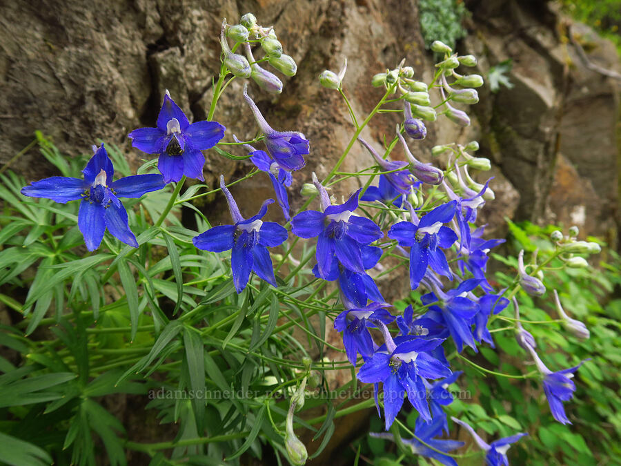 Columbia Gorge larkspur (Delphinium basalticum (Delphinium glareosum)) [Upper McCord Creek Falls Trail, John B. Yeon State Park, Multnomah County, Oregon]