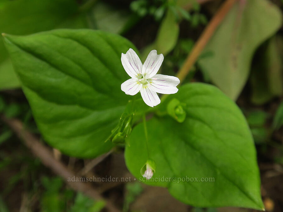 candy flower (Claytonia sibirica (Montia sibirica)) [Upper McCord Creek Falls Trail, John B. Yeon State Park, Multnomah County, Oregon]