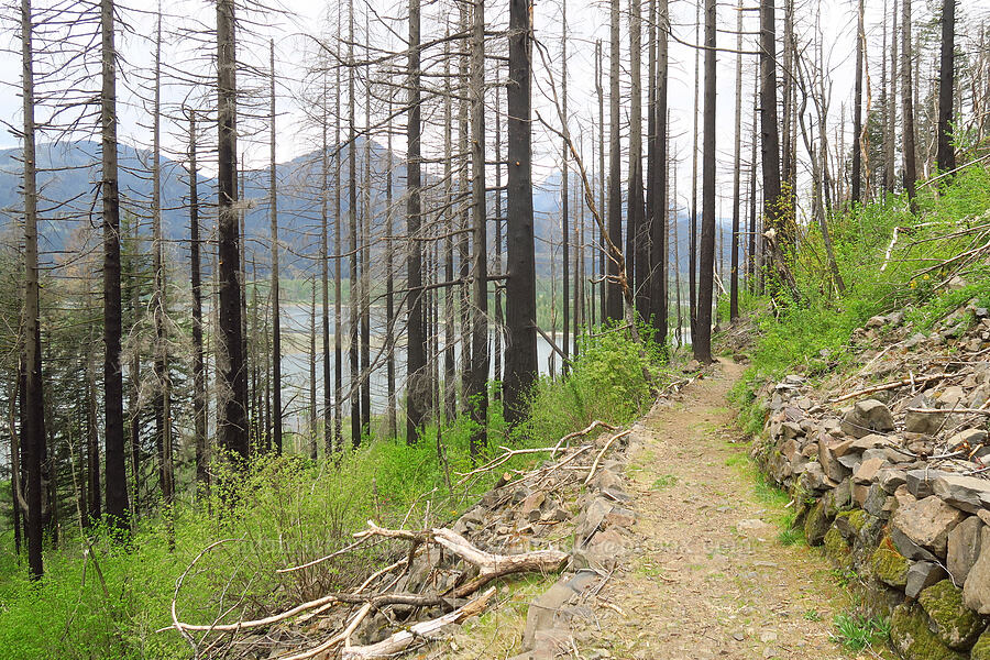 trail through Eagle Creek Fire damage [Upper McCord Creek Falls Trail, John B. Yeon State Park, Multnomah County, Oregon]