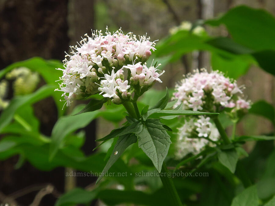 Scouler's valerian (Valeriana scouleri (Valeriana sitchensis ssp. scouleri)) [Gorge Trail #400, John B. Yeon State Park, Multnomah County, Oregon]