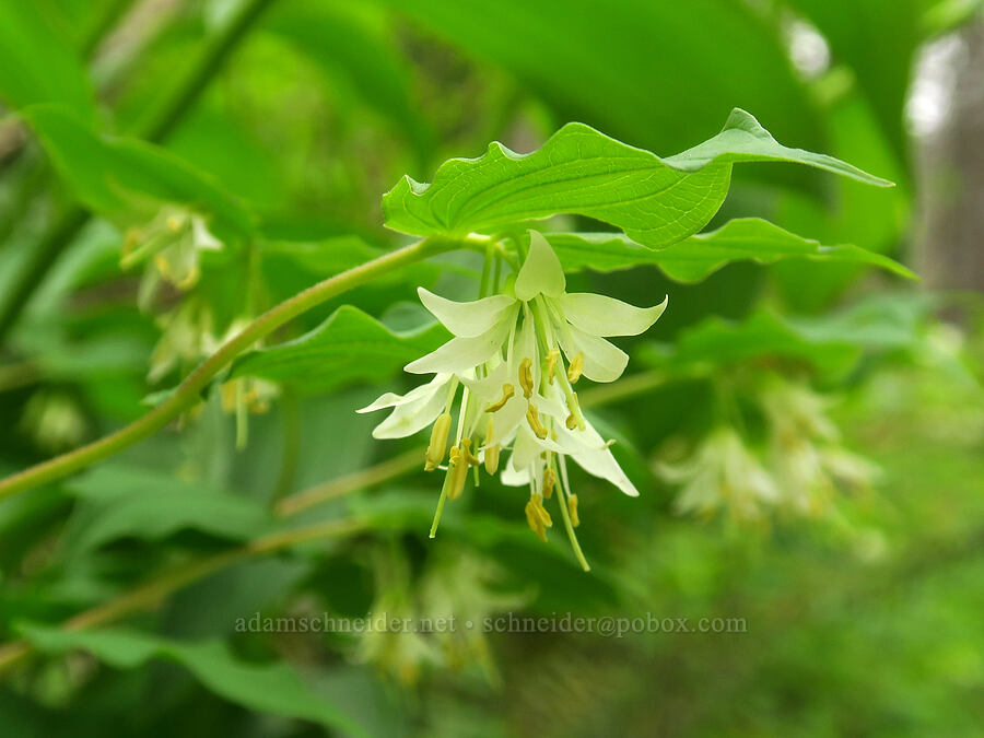 Hooker's fairy bells (Prosartes hookeri (Disporum hookeri)) [Gorge Trail #400, John B. Yeon State Park, Multnomah County, Oregon]