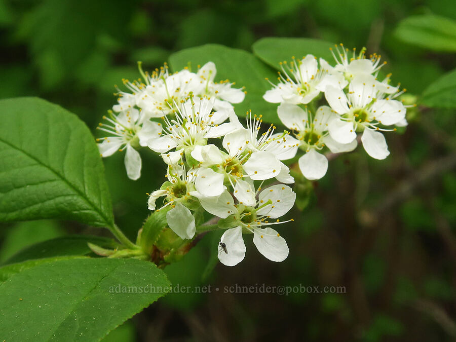 bitter cherry flowers (Prunus emarginata) [Gorge Trail #400, Columbia River Gorge, Multnomah County, Oregon]