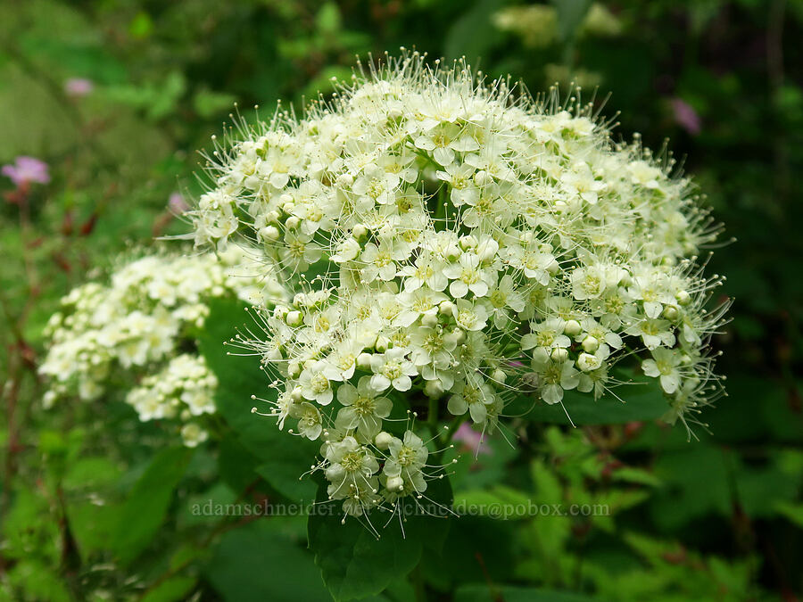 white spirea (Spiraea lucida (Spiraea betulifolia var. lucida)) [Upper McCord Creek Falls Trail, Mt. Hood National Forest, Multnomah County, Oregon]