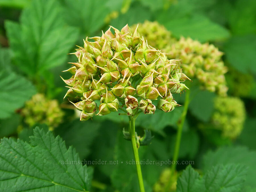 Pacific nine-bark, going to seed (Physocarpus capitatus) [Upper McCord Creek Falls Trail, Mt. Hood National Forest, Multnomah County, Oregon]