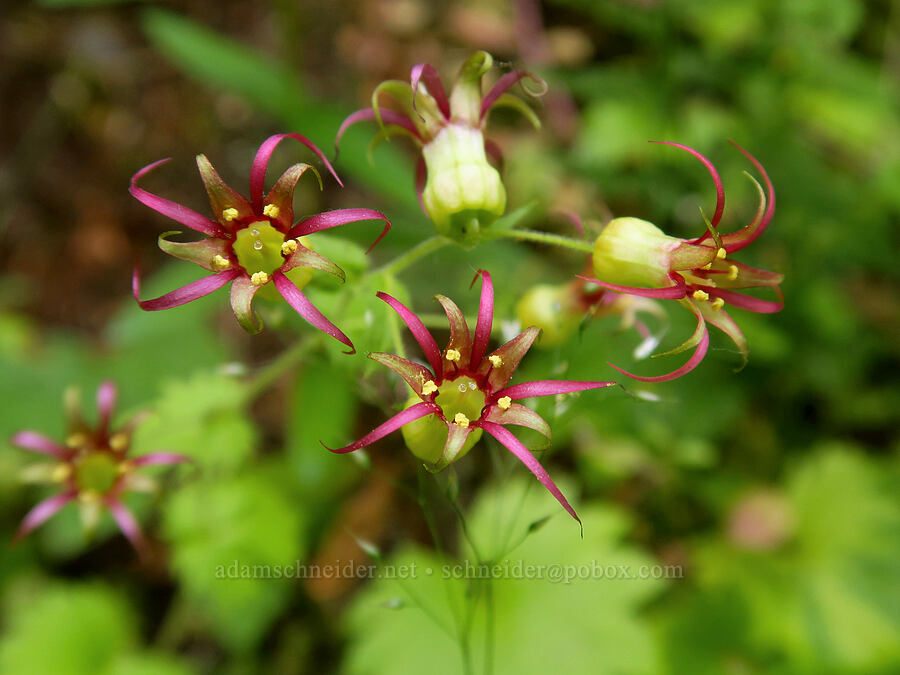 Oregon bolandra (coolwort) (Bolandra oregana) [Upper McCord Creek Falls Trail, Mt. Hood National Forest, Multnomah County, Oregon]
