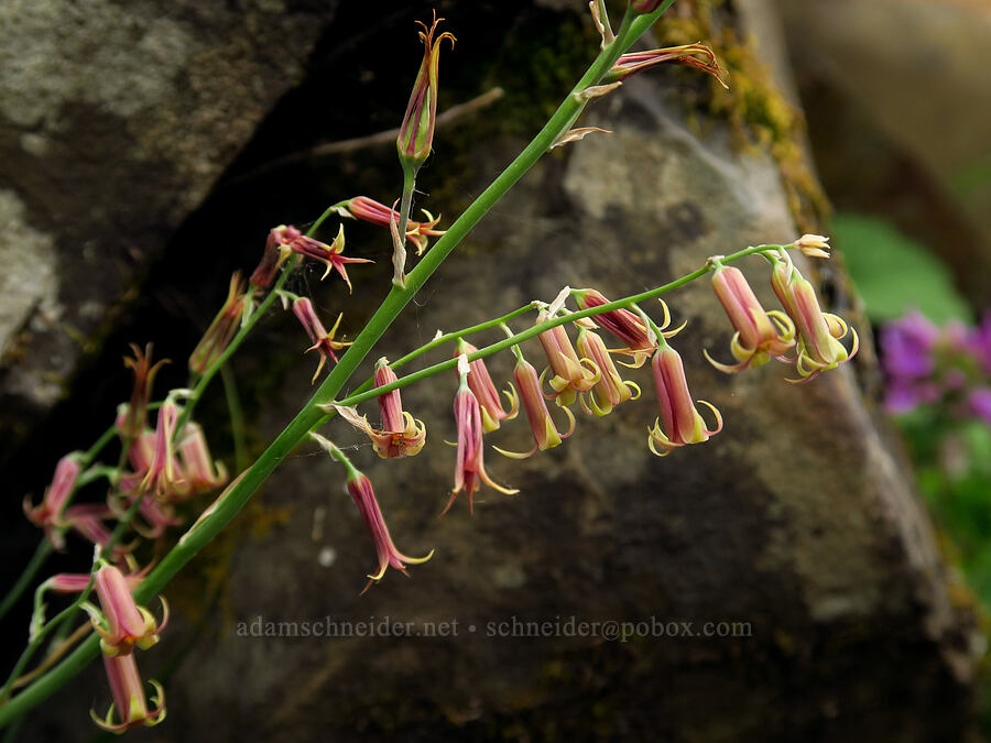 bronze bells (western feather bells) (Anticlea occidentalis (Stenanthium occidentale)) [Upper McCord Creek Falls Trail, Mt. Hood National Forest, Multnomah County, Oregon]