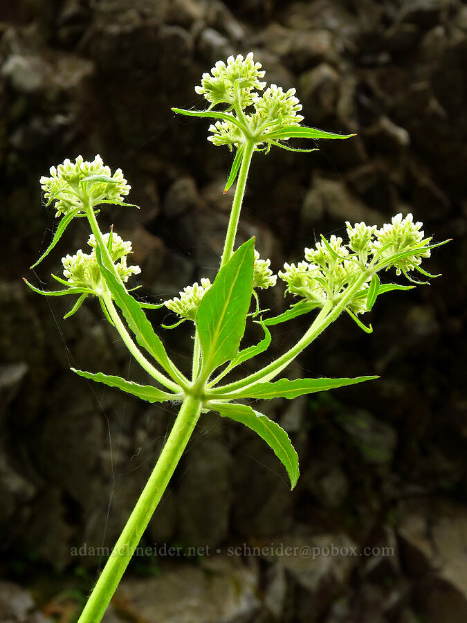 heart-leaf buckwheat (Eriogonum compositum) [Upper McCord Creek Falls Trail, Mt. Hood National Forest, Multnomah County, Oregon]