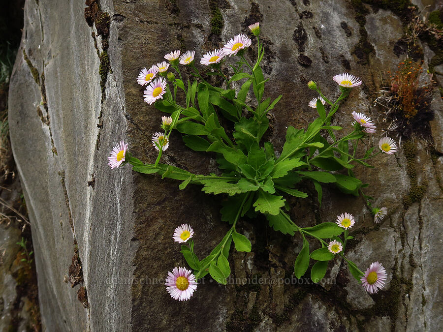 Columbia Gorge fleabane (Erigeron oreganus) [Upper McCord Creek Falls Trail, Mt. Hood National Forest, Multnomah County, Oregon]