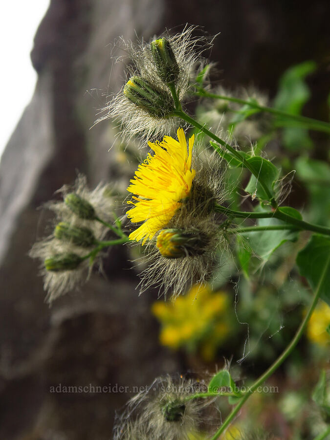 long-bearded hawkweed (Hieracium longiberbe) [Upper McCord Creek Falls Trail, Mt. Hood National Forest, Multnomah County, Oregon]