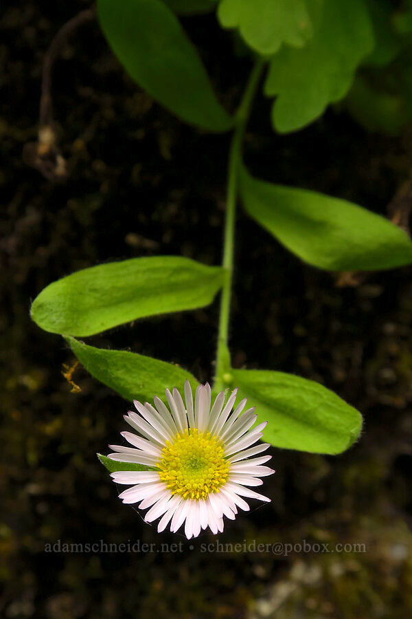 Columbia Gorge fleabane (Erigeron oreganus) [Upper McCord Creek Falls Trail, Mt. Hood National Forest, Multnomah County, Oregon]