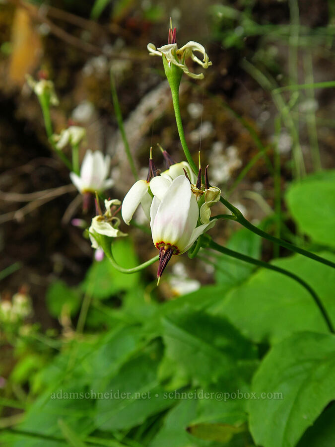white shooting star (Dodecatheon dentatum (Primula latiloba)) [Upper McCord Creek Falls Trail, Mt. Hood National Forest, Multnomah County, Oregon]