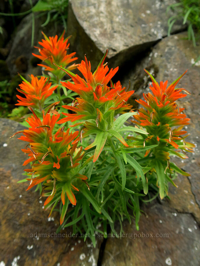 cliff paintbrush (Castilleja rupicola) [Upper McCord Creek Falls Trail, Mt. Hood National Forest, Multnomah County, Oregon]
