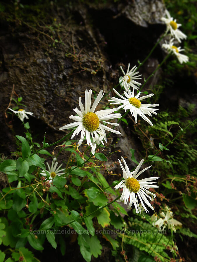 Howell's fleabane (Erigeron howellii (Erigeron salsuginosus var. howellii)) [Upper McCord Creek Falls Trail, Mt. Hood National Forest, Multnomah County, Oregon]
