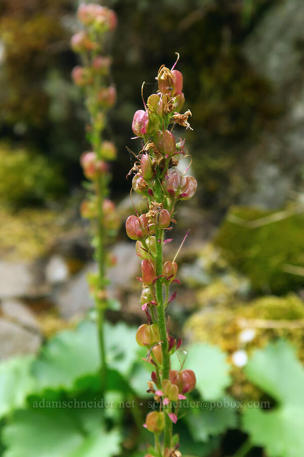 Columbia kitten-tails, going to seed (Synthyris missurica ssp. stellata (Veronica missurica ssp. stellata)) [Upper McCord Creek Falls Trail, Mt. Hood National Forest, Multnomah County, Oregon]