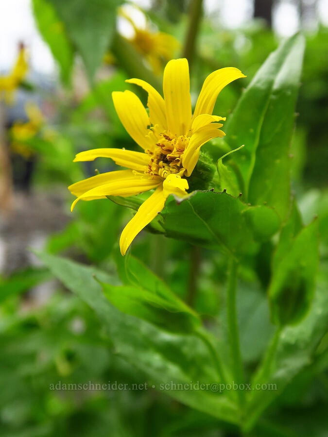 streambank arnica (Arnica amplexicaulis var. piperi (Arnica lanceolata ssp. prima)) [Upper McCord Creek Falls Trail, Mt. Hood National Forest, Multnomah County, Oregon]