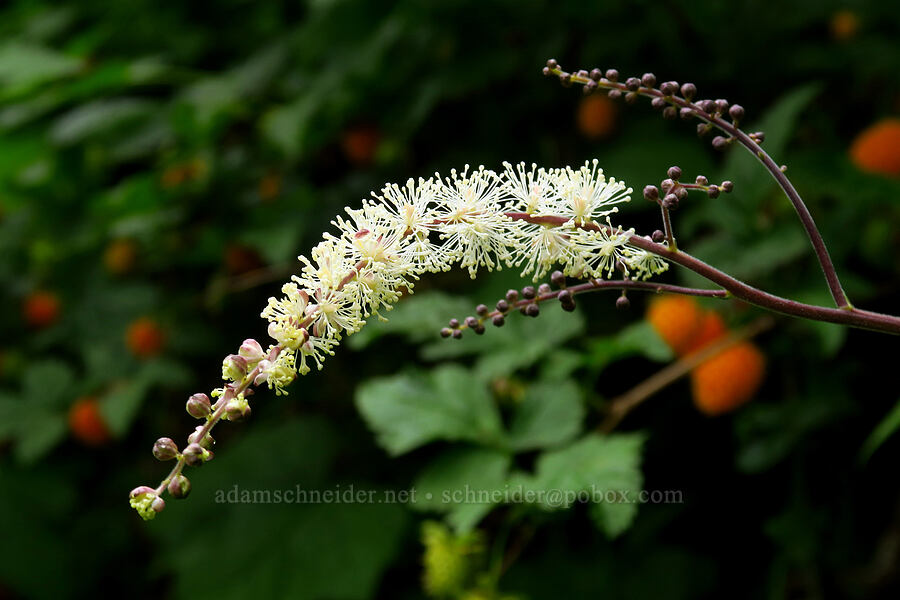 tall bugbane (Cimicifuga elata (Actaea elata)) [Upper McCord Creek Falls Trail, Mt. Hood National Forest, Multnomah County, Oregon]