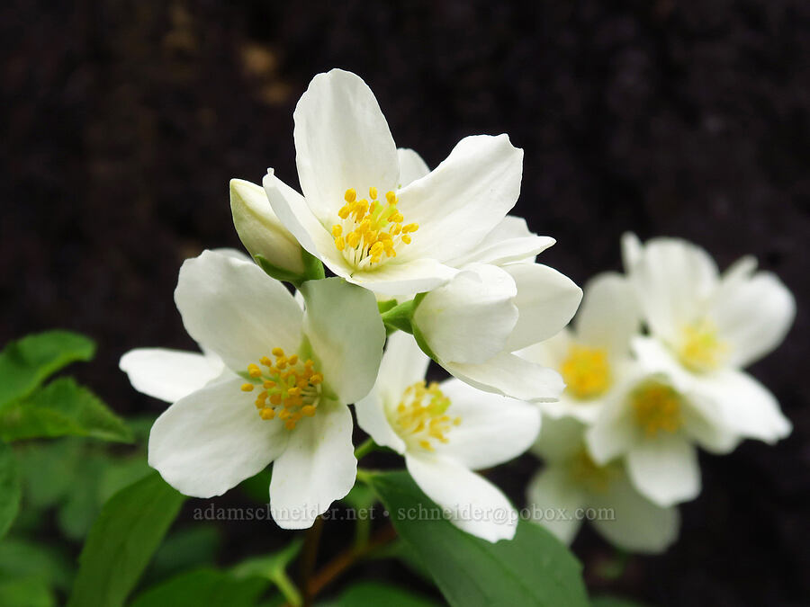 Lewis' mock orange (Philadelphus lewisii) [Gorge Trail #400, John B. Yeon State Park, Multnomah County, Oregon]