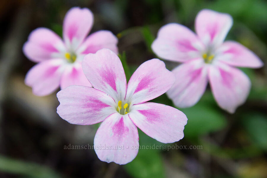 woodland phlox (Phlox adsurgens) [Forest Road 4613, Oregon Caves National Preserve, Josephine County, Oregon]