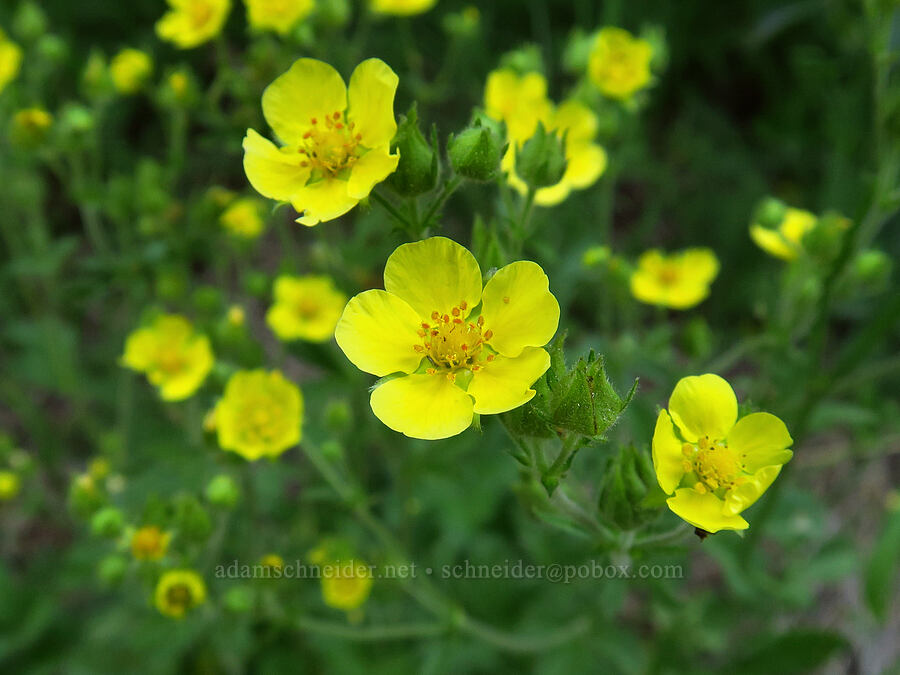 sticky cinquefoil (Drymocallis glandulosa var. glandulosa (Potentilla glandulosa)) [Mt. Elijah Tie Trail, Oregon Caves National Preserve, Josephine County, Oregon]