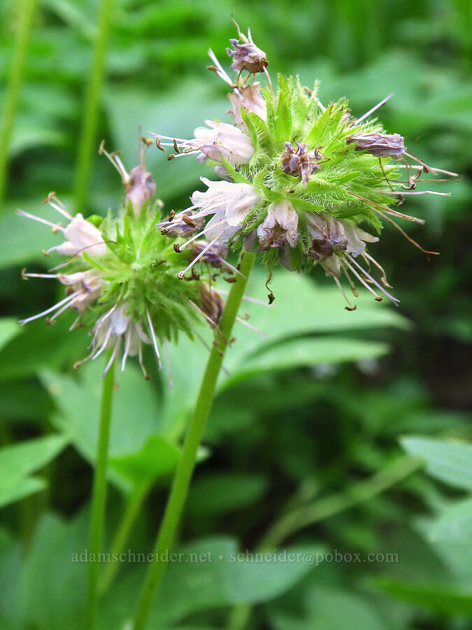 Fendler's waterleaf (Hydrophyllum fendleri var. albifrons (Hydrophyllum albifrons)) [Lake Mountain/Bigelow Lakes Trail, Oregon Caves National Preserve, Josephine County, Oregon]