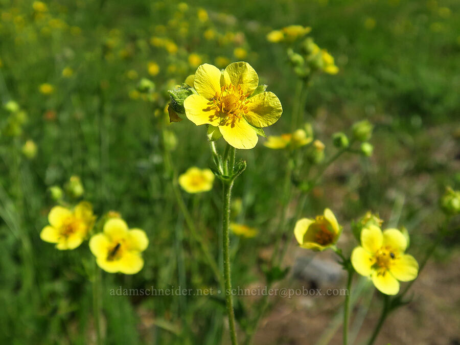 Ashland cinquefoil (?) (Drymocallis ashlandica (Potentilla glandulosa ssp. ashlandica)) [Lake Mountain/Bigelow Lakes Trail, Oregon Caves National Preserve, Josephine County, Oregon]