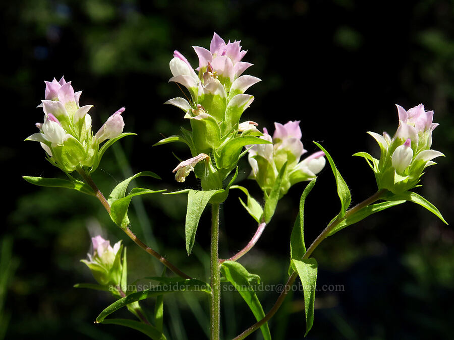 Siskiyou owl's-clover (Orthocarpus cuspidatus ssp. cuspidatus) [Lake Mountain/Bigelow Lakes Trail, Oregon Caves National Preserve, Josephine County, Oregon]