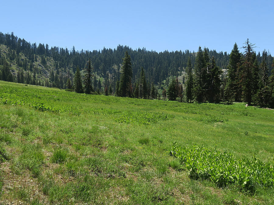 dry subalpine meadow [Lake Mountain/Bigelow Lakes Trail, Oregon Caves National Preserve, Josephine County, Oregon]