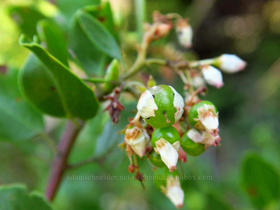 green-leaf manzanita (Arctostaphylos patula) [Lake Mountain/Bigelow Lakes Trail, Oregon Caves National Preserve, Josephine County, Oregon]