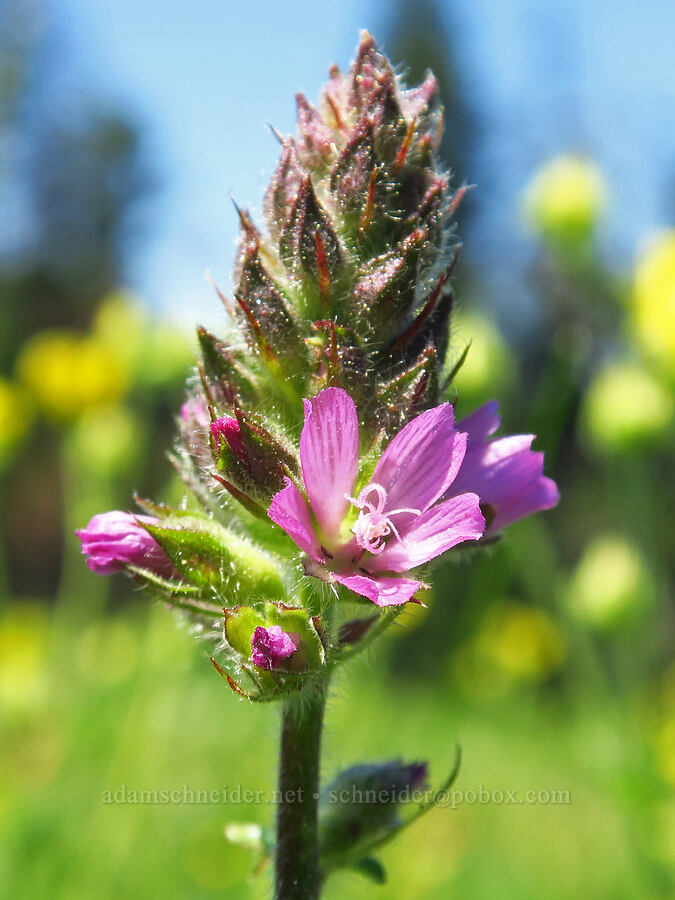 checker-mallow (Sidalcea oregana) [Lake Mountain/Bigelow Lakes Trail, Oregon Caves National Preserve, Josephine County, Oregon]