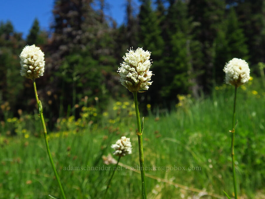 western bistort (Bistorta bistortoides (Polygonum bistortoides)) [Lake Mountain/Bigelow Lakes Trail, Oregon Caves National Preserve, Josephine County, Oregon]