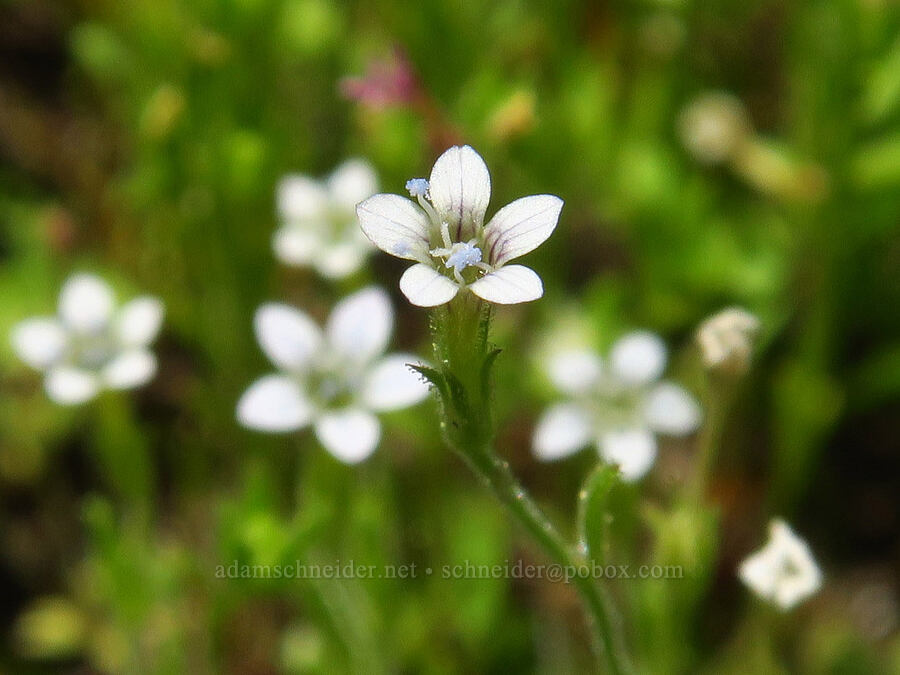 miniature gilia (Navarretia capillaris (Allophyllum capillare) (Gilia capillaris)) [Lake Mountain/Bigelow Lakes Trail, Oregon Caves National Preserve, Josephine County, Oregon]